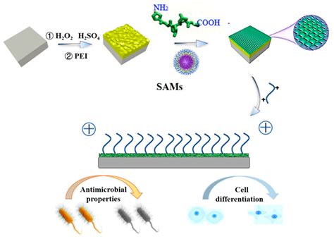  Quaternary Ammonium Salts - Revolutionizing Antibacterial Coatings and Membranes?